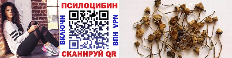 дарнет шоп  Сухиничи  Галлюциногенные грибы мухоморы 